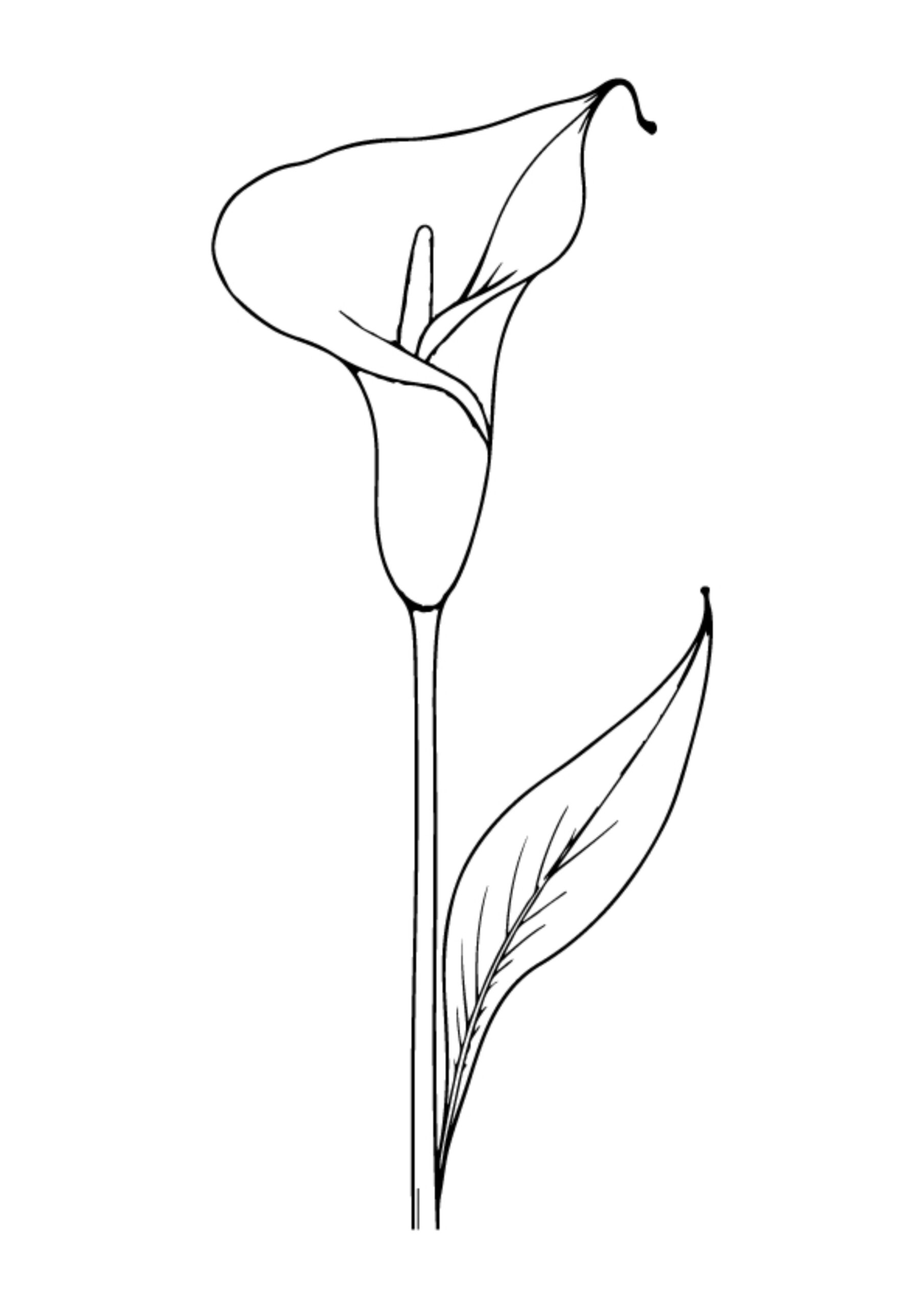 Flower Coloring Pages