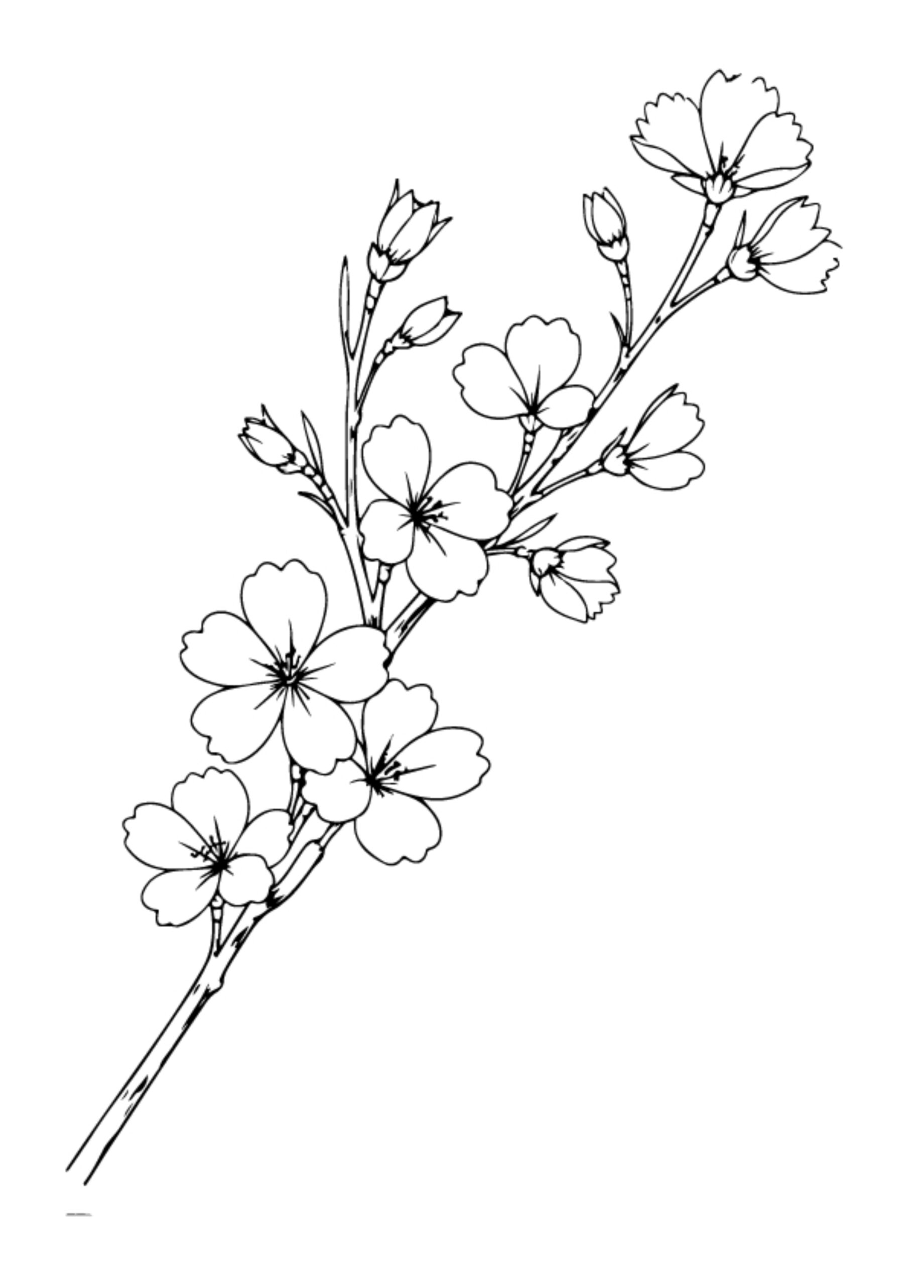 Flower Coloring Pages