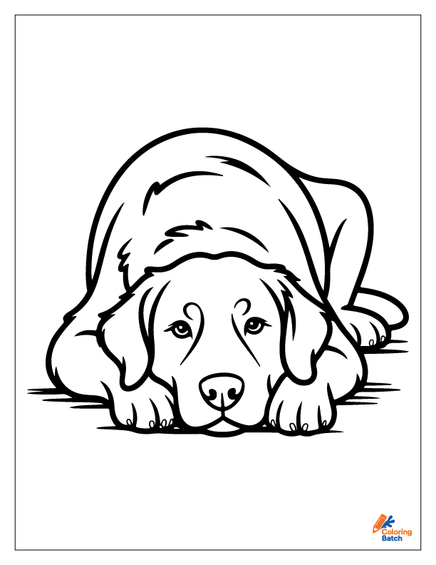 Golden Retriever Coloring Pages