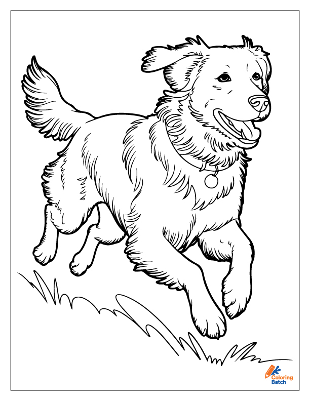 Golden Retriever Coloring Pages