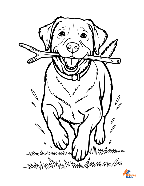 Golden Retriever Coloring Pages